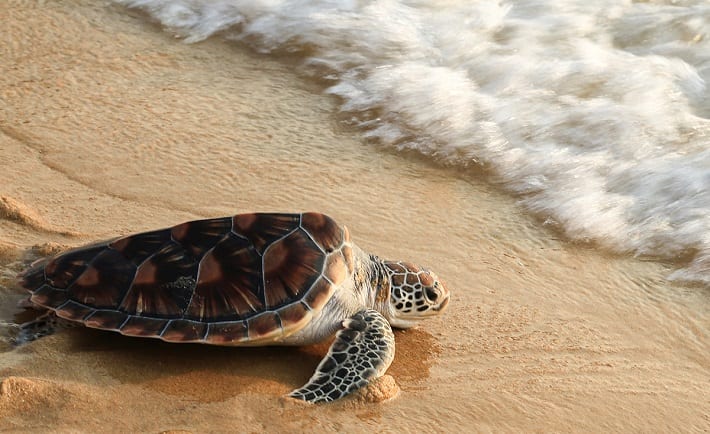 Eliminar la basura marina para mejorar el ambiente.